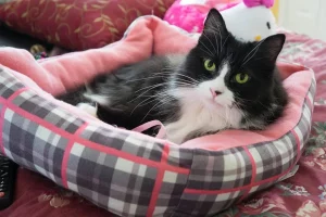 Financial Monitoring Can Help Pet Tube Feeding