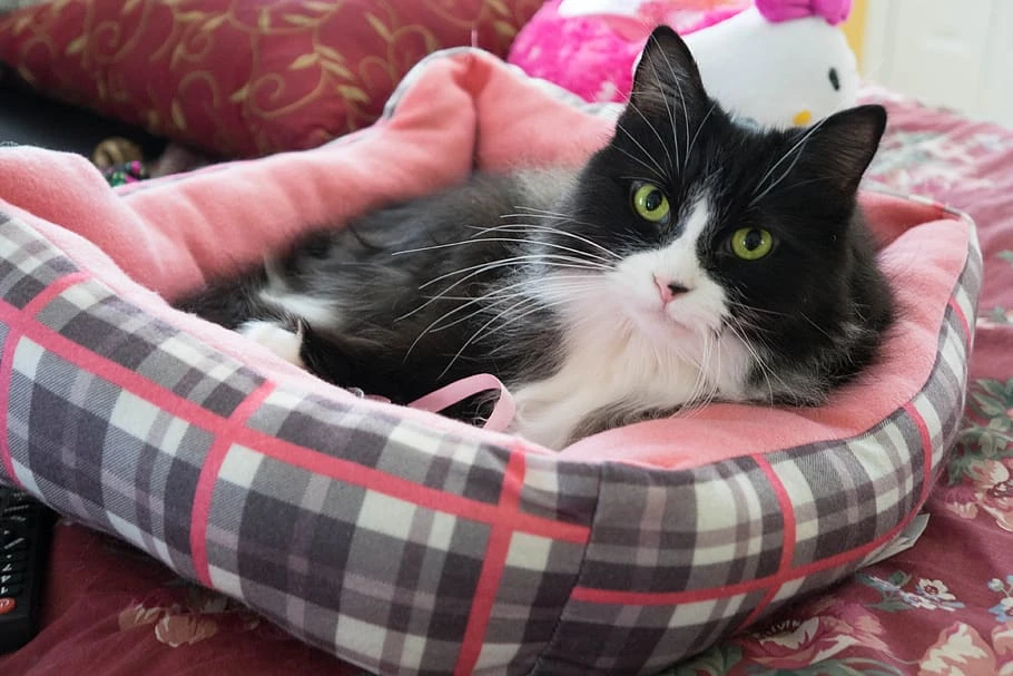 Financial Monitoring Can Help Pet Tube Feeding